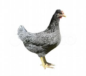 Цыплята Доминант