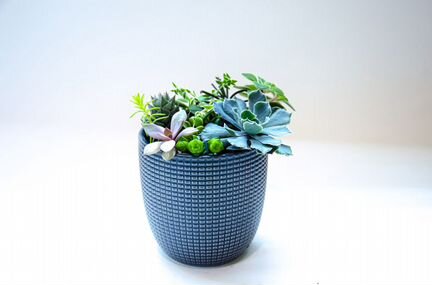 Садики из суккулентов, цветок в подарок