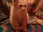 Рыжий ангорский котик 2мес объявление продам