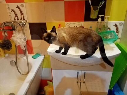 Тайская кошка ищет кота
