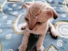 Котята донского сфинкса (браш) объявление продам