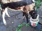 Коровы молочные