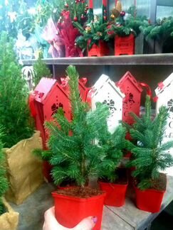 Ель голубая в домике