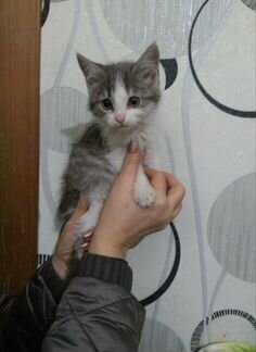 Котенок (девочка, 1.5 месяца) в добрые руки