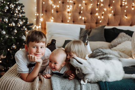 Хаски для фотосессии