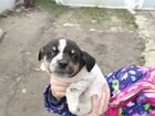 Собака в добрые руки кокер-спаниель объявление продам