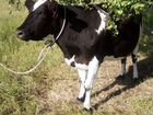 Корова дойная молочная