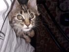 Случка кошки Мейн-кун объявление продам