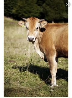 Коровы дойные молочные телята