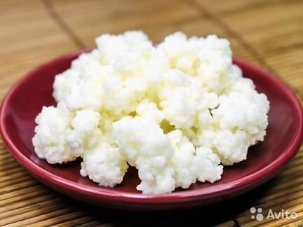 Кефирный тибетский молочный гриб