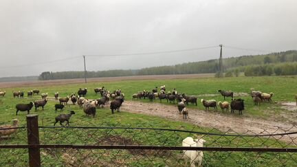 Овцы бараны романовские - фотография № 3