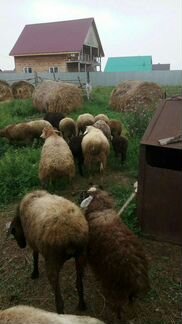 Овцы козы - фотография № 1