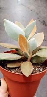 Каланхое Orgyalis