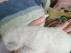 Котята в добрые руки приучены к лотку объявление продам