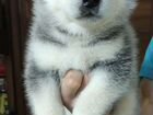 Щенки Аляскинского Маламута,собака (не хаски,не ла объявление продам