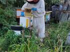 Пчеловодство. Консультации. Организация пасеки объявление продам