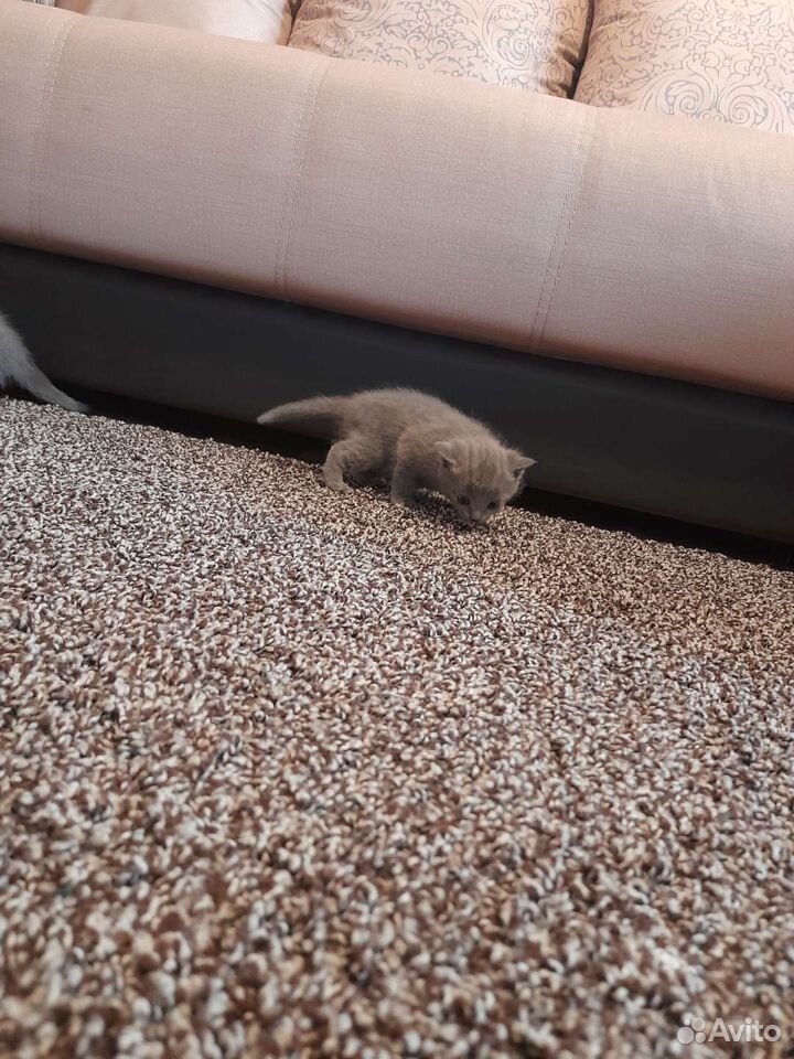 Kittens
